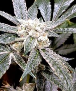 Everlast Feminized Marijuana Seeds | Everlast Feminized Strain | The Seed Fair