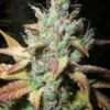 Extreme Cream Feminized Marijuana Seeds | Extreme Cream Strain | The Seed Fair