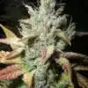 Extreme Cream Feminized Marijuana Seeds | Extreme Cream Strain | The Seed Fair