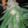 Extreme OG Feminized Marijuana Seeds | Extreme OG Strain | The Seed Fair