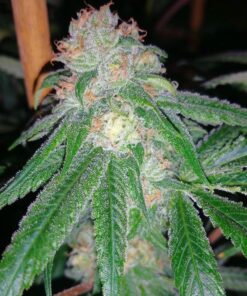 Extreme OG Feminized Marijuana Seeds | Extreme OG Strain | The Seed Fair