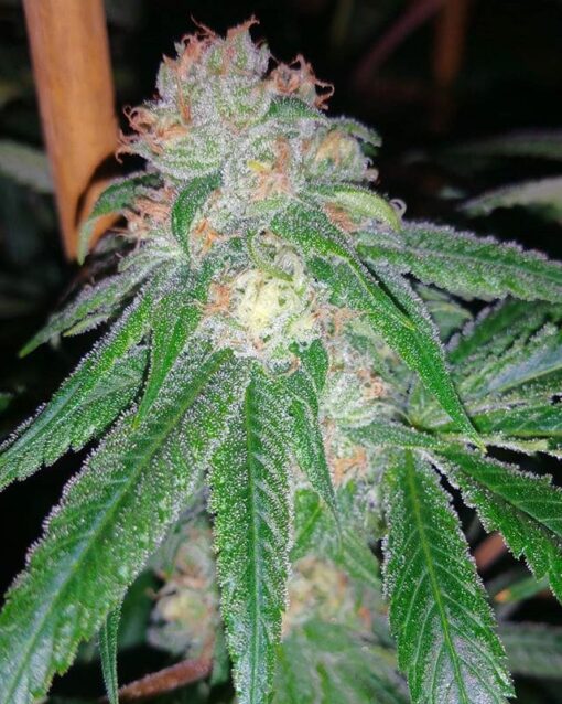 Extreme OG Feminized Marijuana Seeds | Extreme OG Strain | The Seed Fair