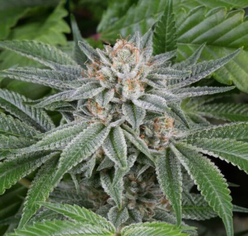 Fat Nelson Feminized Marijuana Seeds | Fat Nelson Strain | The Seed Fair