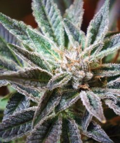 Flo Feminized Marijuana Seeds | Flo Feminized Strain | The Seed Fair