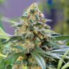 Flo OG Feminized Marijuana Seeds | Flo OG Strain | The Seed Fair