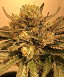 Flowerbomb Kush Feminized Marijuana Seeds | Flowerbomb Kush Strain | The Seed Fair