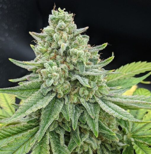 Four Star General Feminized Marijuana Seeds | Four Star Strain | The Seed Fair