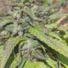 Freezeland Feminized Marijuana Seeds | Freezeland Strain | The Seed Fair