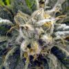 Frosty Feminized Marijuana Seeds | Frosty Feminized Strain | The Seed Fair