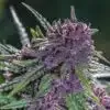 Fucking Incredible Feminized Marijuana Seeds | Fucking Incredible Strain | The Seed Fair