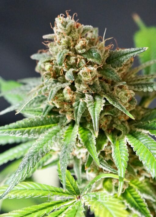 Funky Monkey Feminized Marijuana Seeds | Funky Monkey Strain | The Seed Fair