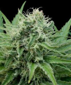 G13 Diesel Feminized Marijuana Seeds | G13 Diesel Strain | The Seed Fair
