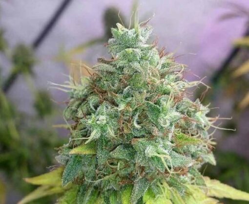 G13 Haze Feminized Marijuana Seeds | G13 Haze Strain | The Seed Fair