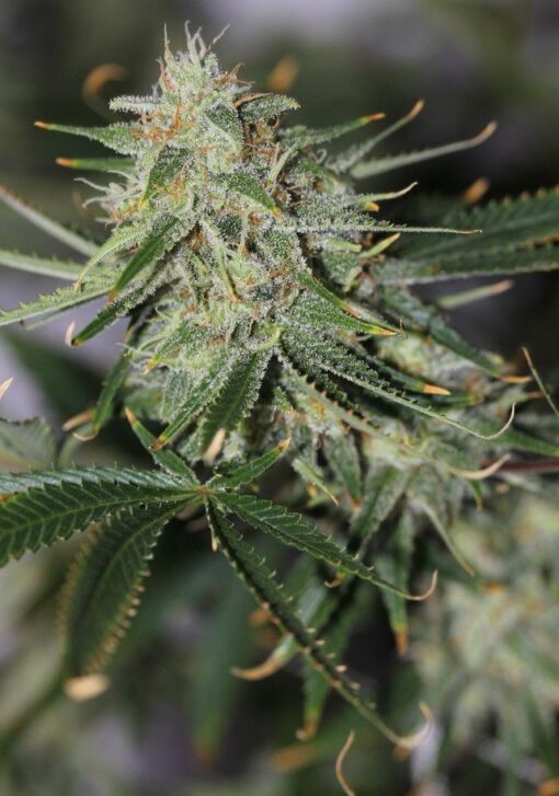 Galactic Jack Feminized Marijuana Seeds | Galactic Jack Strain | The Seed Fair