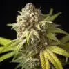 Garlic Bud Feminized Marijuana Seeds | Garlic Bud Strain | The Seed Fair