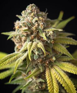 Garlic Bud Feminized Marijuana Seeds | Garlic Bud Strain | The Seed Fair