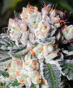 Ghost OG Feminized Marijuana Seeds | Ghost OG Strain | The Seed Fair