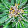 Glass Apple Feminized Marijuana Seeds | Glass Apple Strain | The Seed Fair