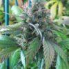 God’s Bubba Feminized Marijuana Seeds | God's Bubba Strain | The Seed Fair