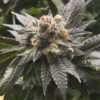 God Bud Feminized Marijuana Seeds | God Bud Strain | The Seed Fair