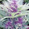 Godfather Purple Kush Feminized Marijuana Seeds | Godfather Purple | The Seed Fair