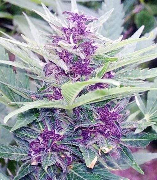 Godfather Purple Kush Feminized Marijuana Seeds | Godfather Purple | The Seed Fair