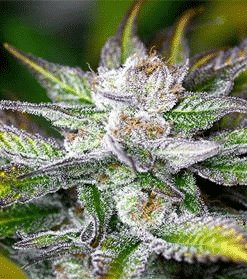 Godzilla Feminized Marijuana Seeds | Godzilla Feminized Strain | The Seed Fair