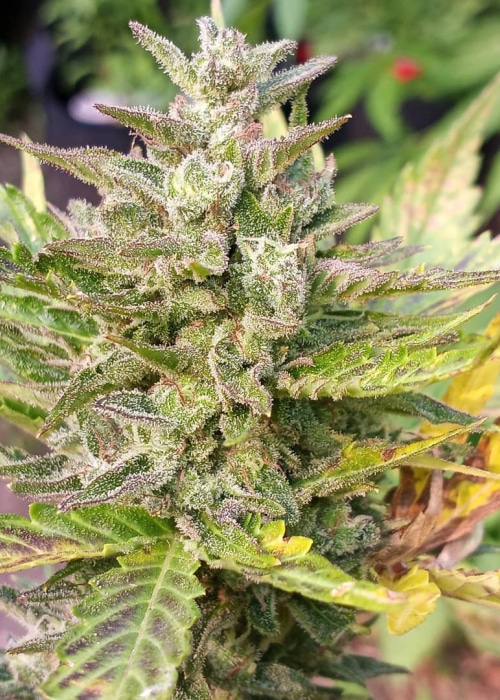 Gog & Magog Feminized Marijuana Seeds | Gog and Magog Strain | The Seed Fair