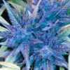 Goldberry Feminized Marijuana Seeds | Goldberry Feminized Strain | The Seed Fair