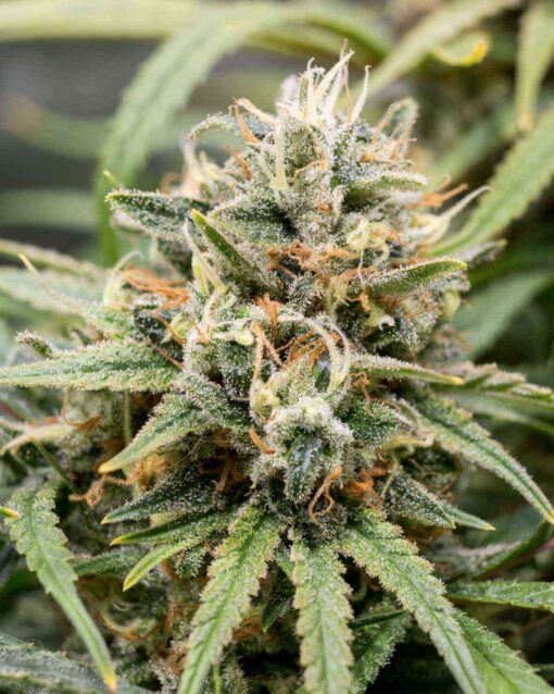 Golden Goat Feminized Marijuana Seeds | Golden Goat Strain | The Seed Fair