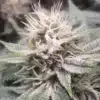 Gorilla Biscuit Feminized Marijuana Seeds | Gorilla Biscuit Strain | The Seed Fair