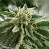 Grand Hindu Feminized Marijuana Seeds | Grand Hindu Strain | The Seed Fair