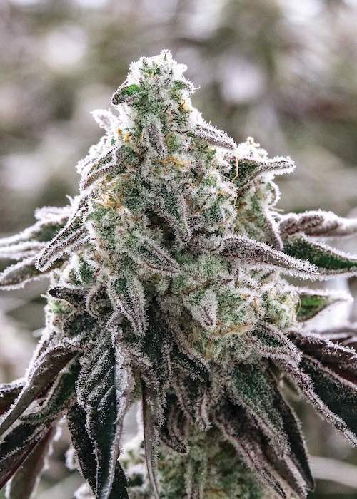 Grandma’s Sugar Cookies Feminized Marijuana Seeds | Grandma's Sugar | The Seed Fair