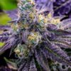 Grape Drink Feminized Marijuana Seeds | Grape Drink Strain | The Seed Fair