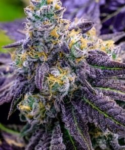 Grape Drink Feminized Marijuana Seeds | Grape Drink Strain | The Seed Fair