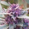 Grape Krush Feminized Marijuana Seeds | Grape Krush Strain | The Seed Fair