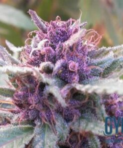 Grape Krush Feminized Marijuana Seeds | Grape Krush Strain | The Seed Fair