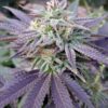 Grape OX Feminized Marijuana Seeds | Grape OX Strain | The Seed Fair