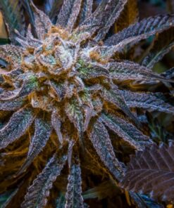 Grape Stomper Feminized Marijuana Seeds | Grape Stomper Strain | The Seed Fair