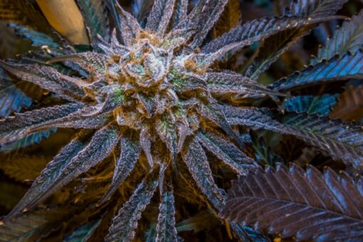 Grape Stomper Feminized Marijuana Seeds | Grape Stomper Strain | The Seed Fair