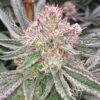 Grape Valley Kush Feminized Marijuana Seeds | Grape Valley Strain | The Seed Fair