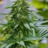 Green Avenger Feminized Marijuana Seeds | Green Avenger Strain | The Seed Fair