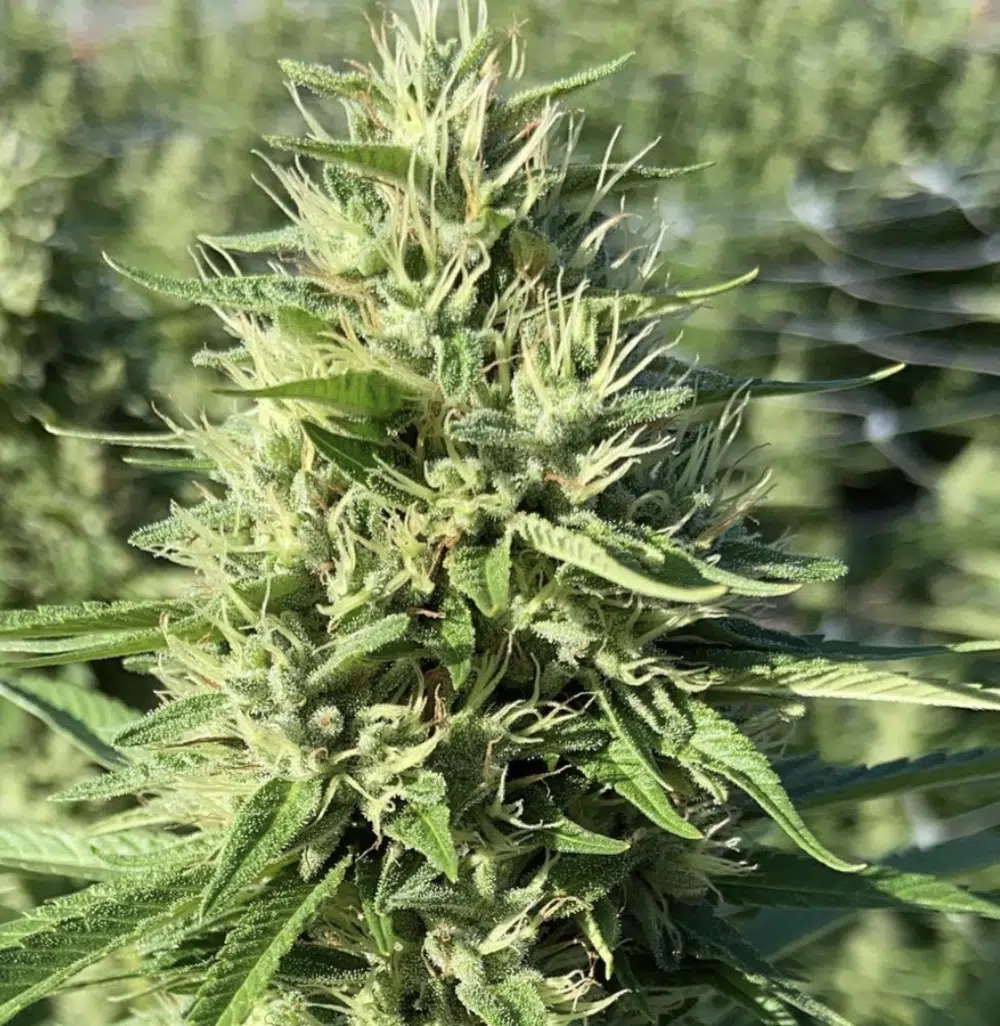 Green Door Kush Feminized Marijuana Seeds | Green Door Strain | The Seed Fair | The Seed Fair Green Door Kush Feminized Marijuana Seeds | Green Door Strain | The Seed Fair