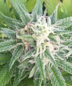 Green Goddess Feminized Marijuana Seeds | Green Goddess Strain | The Seed Fair