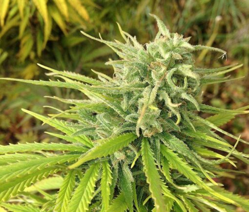 Green Poison Feminized Marijuana Seeds | Green Poison Strain | The Seed Fair