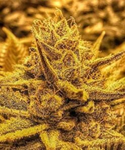 Gutbuster Feminized Marijuana Seeds | Gutbuster Feminized Strain | The Seed Fair