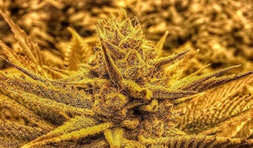 Gutbuster Feminized Marijuana Seeds | Gutbuster Feminized Strain | The Seed Fair