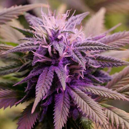 Harmonia Feminized Marijuana Seeds | Harmonia Feminized Strain | The Seed Fair