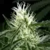 Hawaiian Snow Feminized Marijuana Seeds | Hawaiian Snow Strain | The Seed Fair