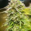 Heavy Duty Fruity Feminized Marijuana Seeds | Heavy Duty Strain | The Seed Fair